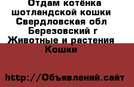 Отдам котёнка шотландской кошки - Свердловская обл., Березовский г. Животные и растения » Кошки   